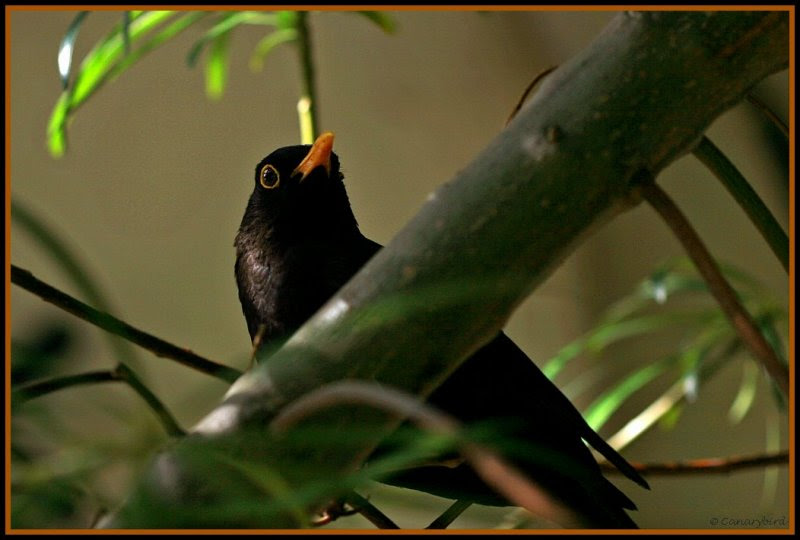 male blackbird