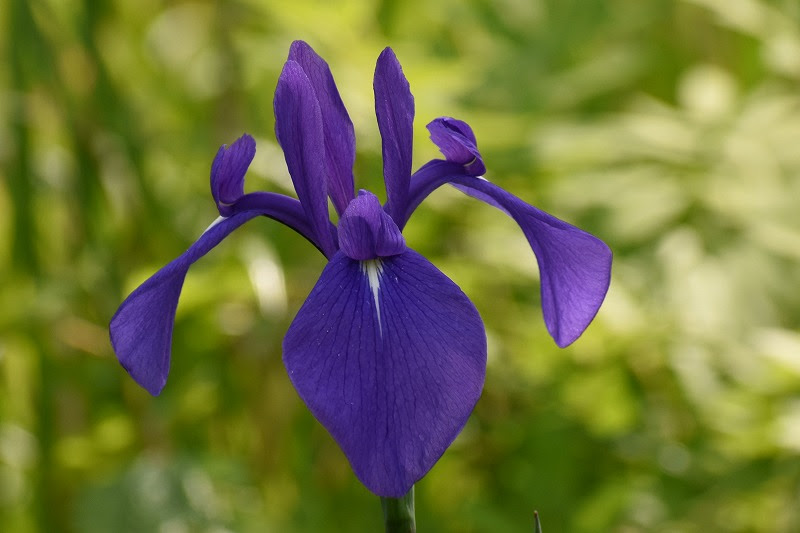 ６月前半の主役 カキツバタ 開花 山形市野草園