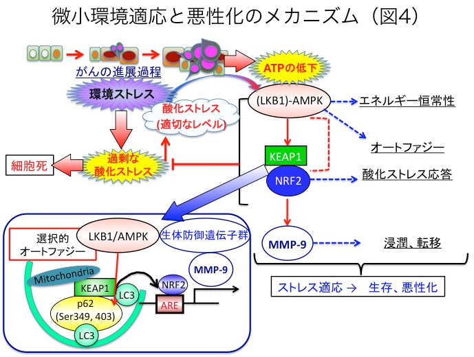 研究内容 東海大学医学部基盤診療学系 衛生学公衆衛生学 分子環境予防医学センター