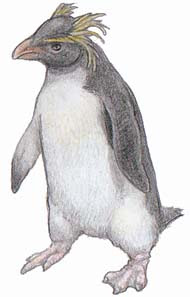 イワトビペンギン 川崎悟司イラスト集