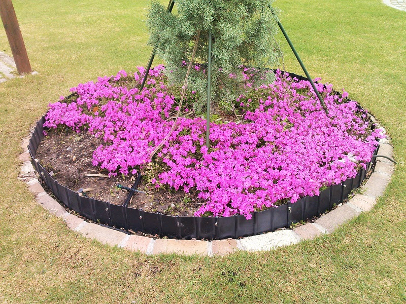 芝は芝でも芝桜満開 今日もガーデニング Diy日和