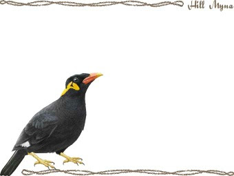 九官鳥 キュウカンチョウのイラスト 条件付フリー素材集