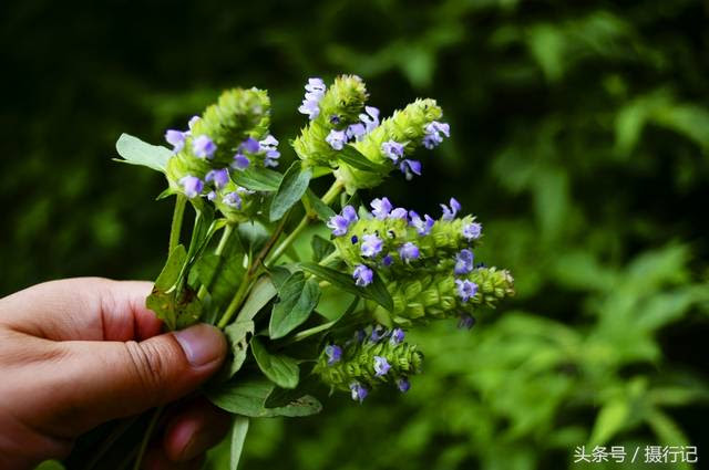 这种开紫色小花的草 是农村常采的一种药草 对清肺止咳有疗效 雪花新闻