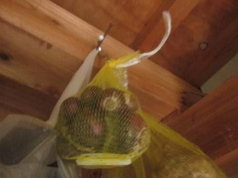 ヒヤシンス スイセンの球根の保管のしかた 猫と園芸