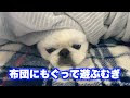 上 犬 布団 もぐる 105432-犬 布団 潜る 息