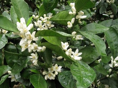 甘い香りを漂わせる小さな白い花 あしかり徒然日記 楽天ブログ