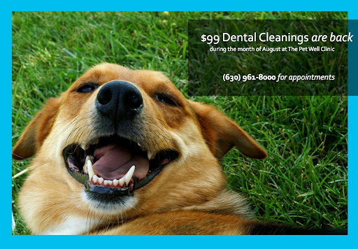 The Pet Doctor Rochester Il