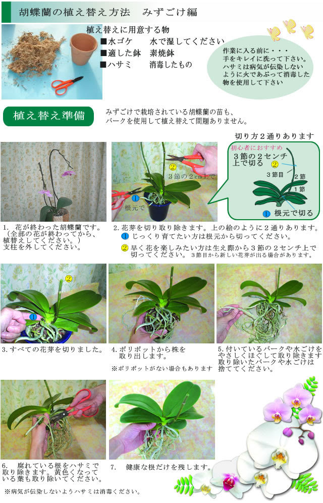 胡蝶蘭の愛華園芸 胡蝶蘭を植え替えましょう みずごけ