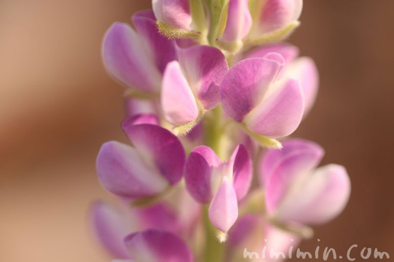 ルピナスの花の写真 花言葉 名前の由来 みみみんブログ