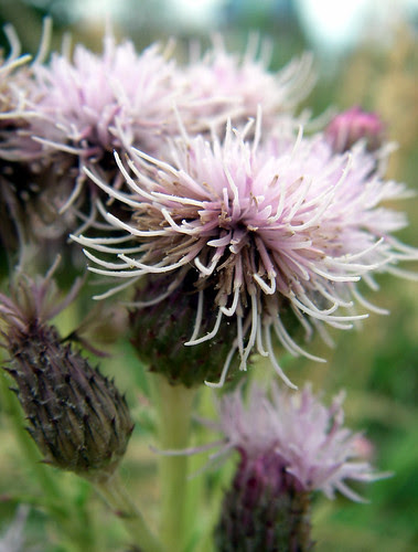 thistle