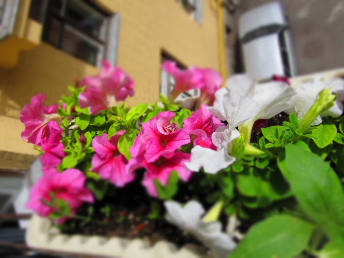 3993901_IMG_3760 (700x525, 204Kb)