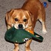 Tyson is not a Packers fan