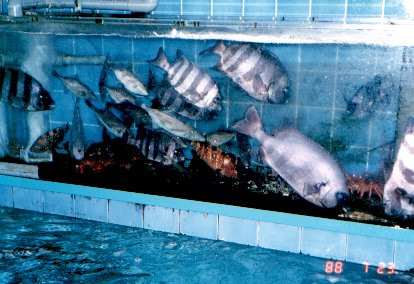 活魚水槽 設計と維持管理 水浄化フォーラム 科学と技術