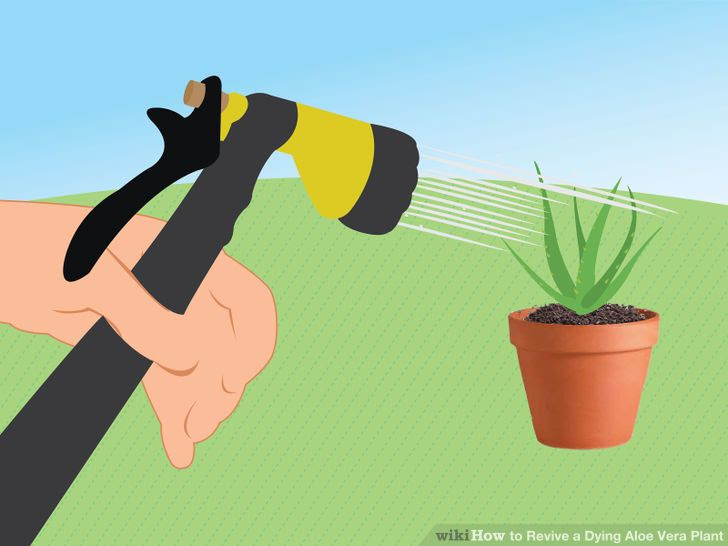 Revive a Dying Aloe Vera Plant Step 8.jpg