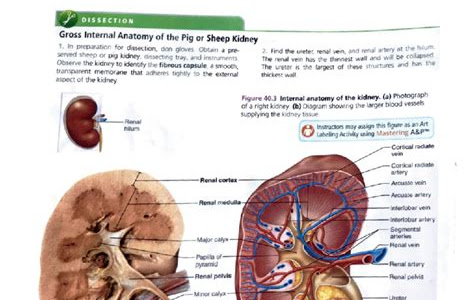 Download Link sheep kidney dissection answers How to Download FREE Books for iPad PDF