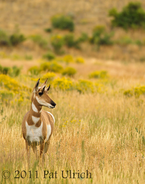 Pronghorn in the grass - Pat Ulrich Wildlife Photography