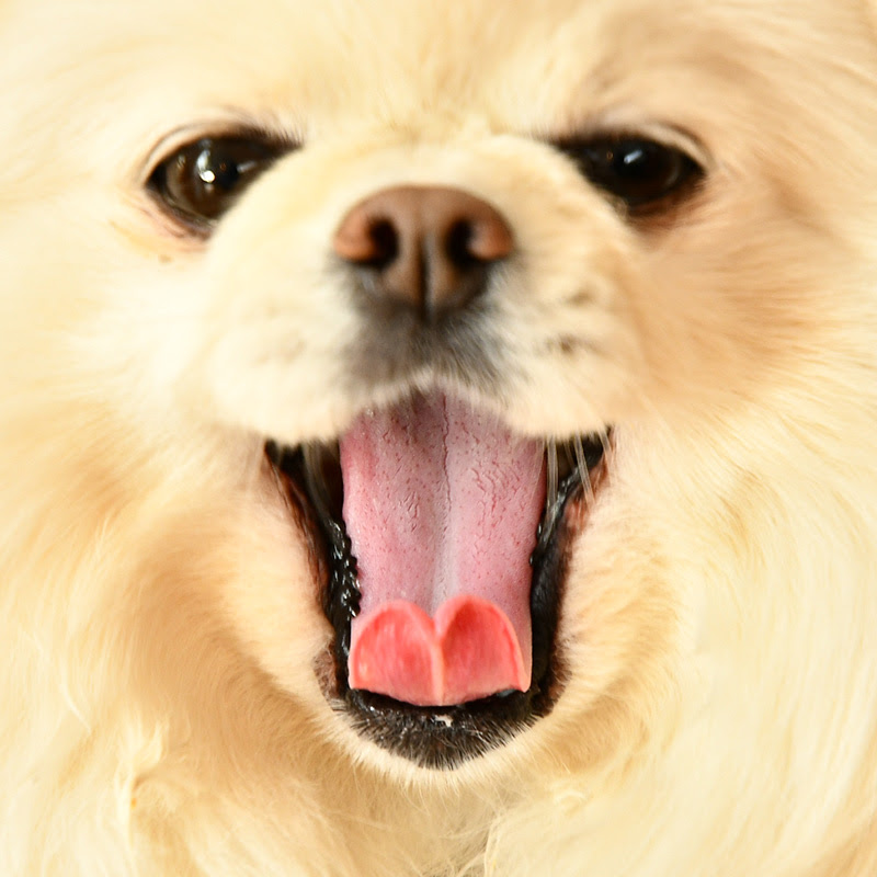 獣医師監修 愛犬が口をくちゃくちゃするのはなぜ その原因と対処法は