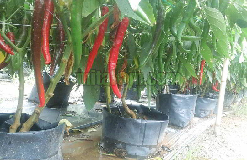 Jual Nft iHidroponiki wowkeyword com Jual Nft iHidroponiki wowkeyword com
