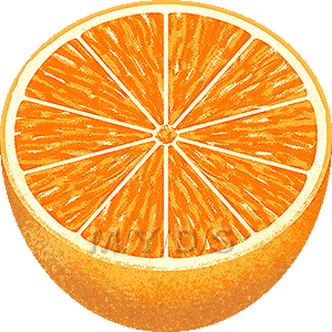 バレンシア オレンジのイラスト 条件付フリー素材集