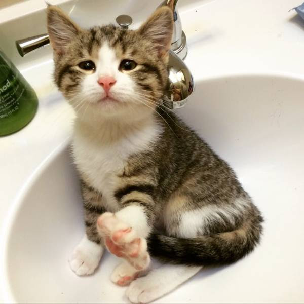 笑いのツボを刺激するかわいい動物たち 新華網日本語