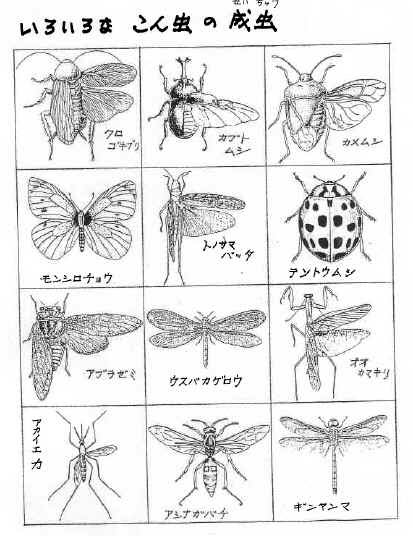こん虫のかたちとくらし