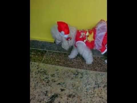 Pyxy - Feliz Natal e Próspero Ano Novo! 2013/2014