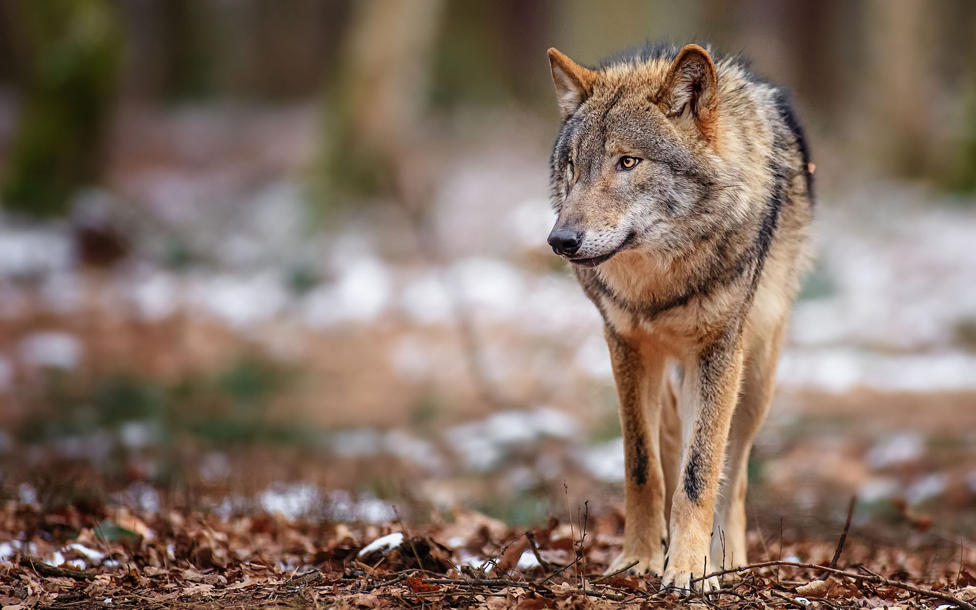 Wolf Wallpaper Hd - WallpaperSafari