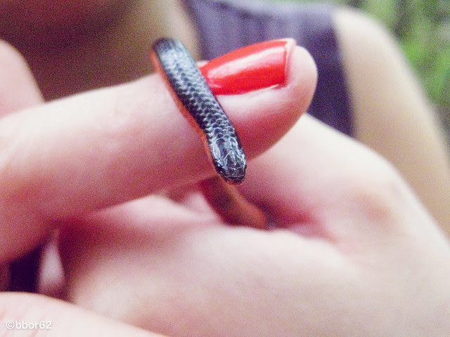 MIssouri herpetology