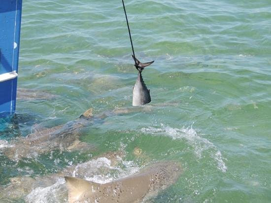 Trendy Key West Sharks 550 x 412 · 35 kB · jpeg
