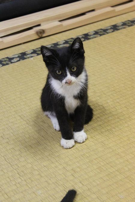 昨日 松 拡散する ねこ 靴下 Jfkairporthotels Net