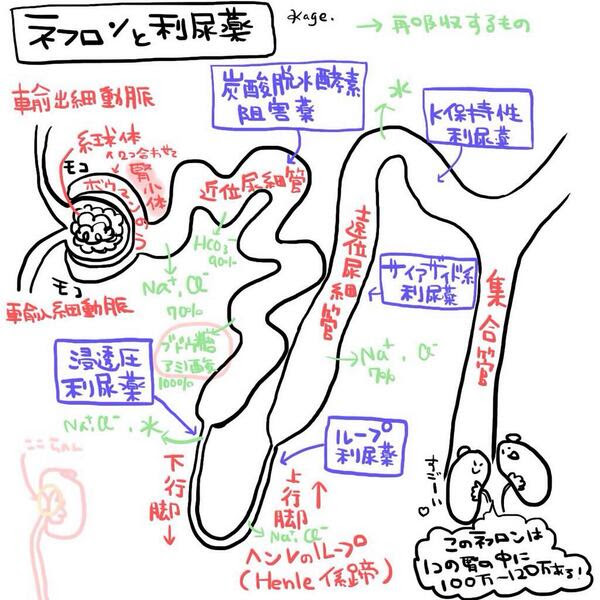 溶連菌 腎臓 症状
