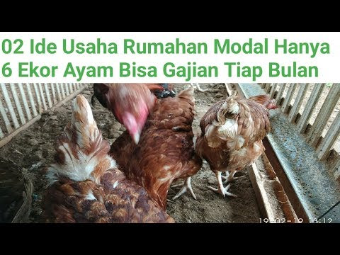 TIPS SUKSES USAHA TERNAK AYAM KAMPUNG