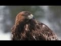 Eagle Bird Eye Megapixel
