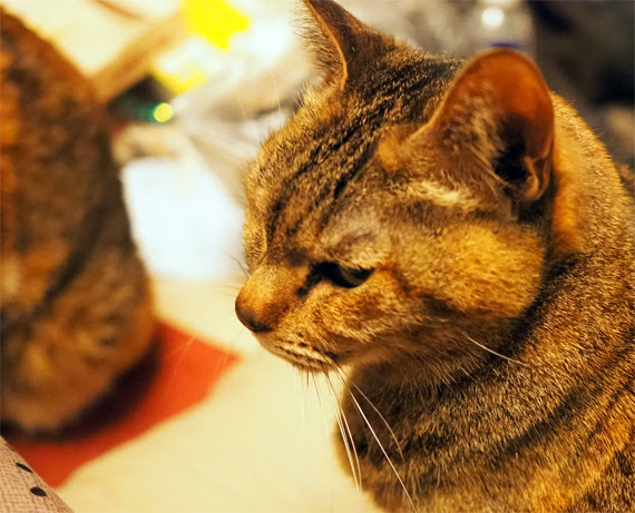 ヒゲ問題 フェリシモ猫部