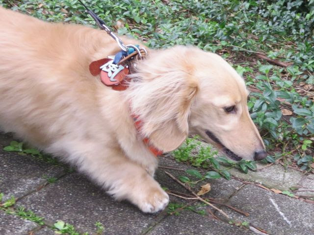 お店で 待て ままな毎日