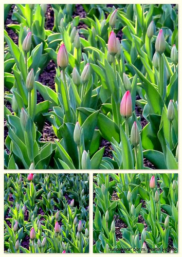 Tulipanes