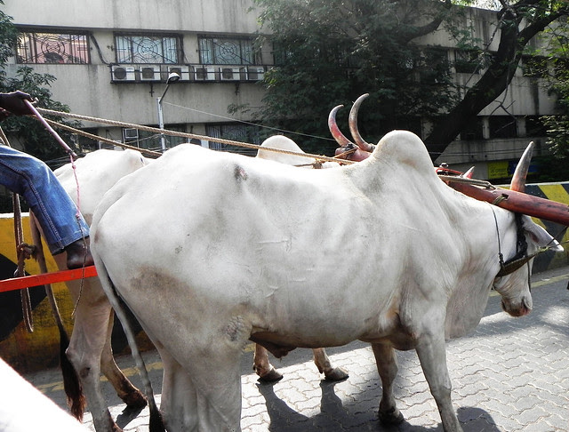 Bullock cart
