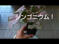 [最も人気のある！] シンゴニウム ピンク 育て方 185974-シンゴニウム ピンク 育て方