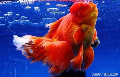 古法养鱼种什么水草古法养金鱼 缸里种什么植物好 朵拉利品网