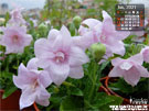 消暑的夏季花卉 桔梗花園桌布 |iGarden花寶愛花園