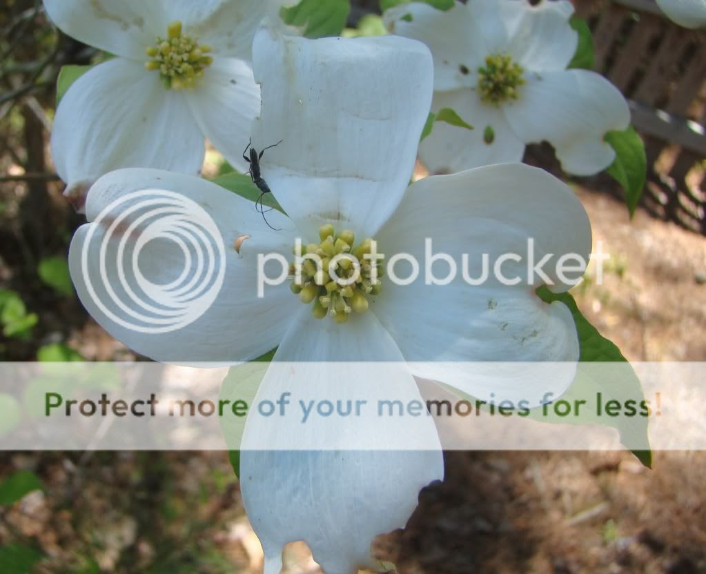 dogwood tree flower bug