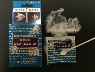 マツカサ病は重症化すると厳しい 初期ならなんとか 適当金魚