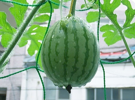 スイカ ベランダでの栽培方法 園芸ナビ 花と野菜の育て方