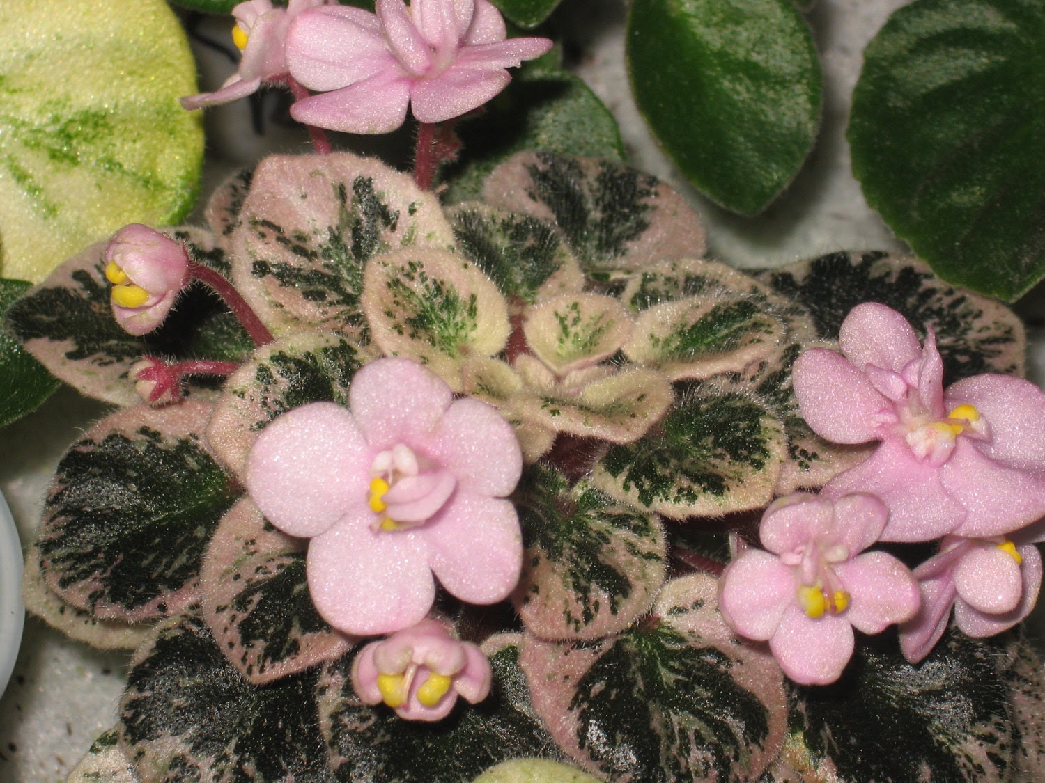 African Violet, live plant, PINK DOVE, miniature, NEW lower price
