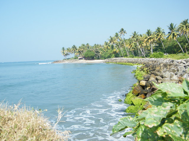 coconut trees at Thirumullavaram beach, Kerala
