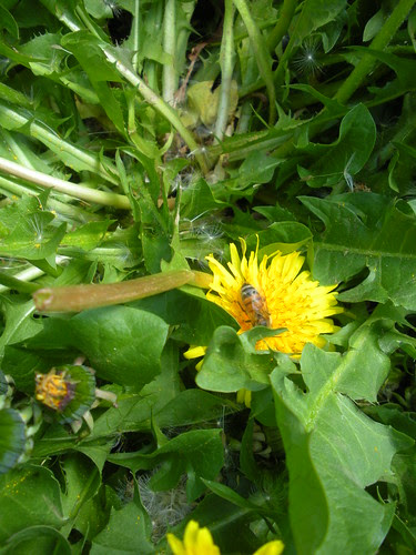 Dandelion and Bee