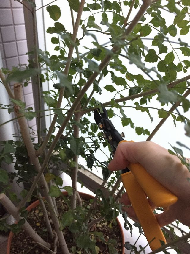 シマトネリコの育て方 剪定や植え替え 観葉植物ブログ緑組 植物の育て方