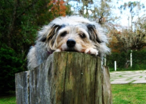 dog