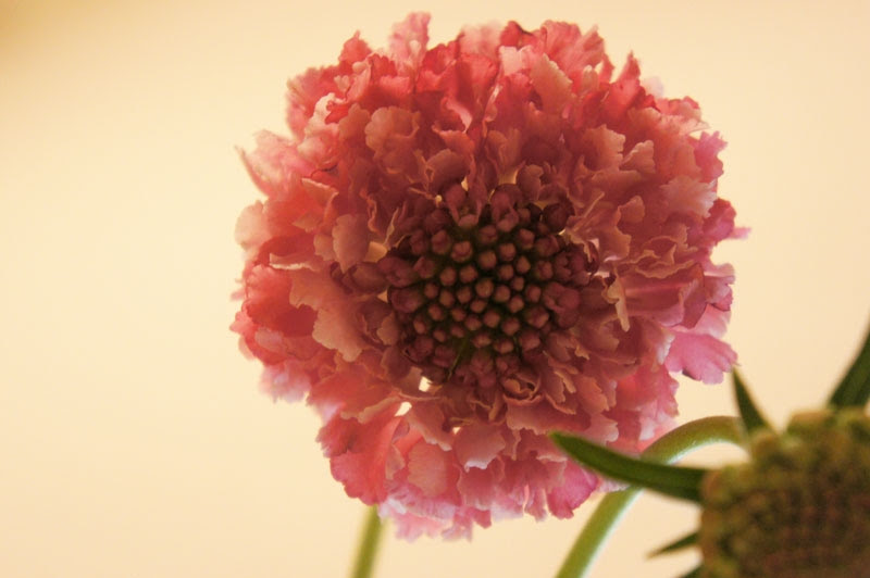 スカビオサ 花言葉