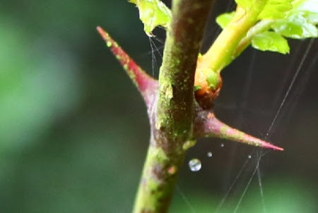 棘のある植物 親方の隠し部屋